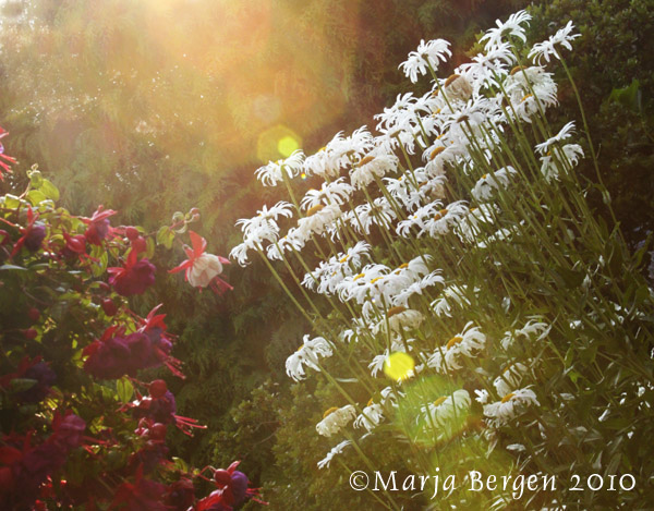 Daisies and fuschias - a gift from God